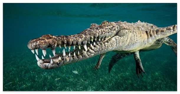 В воде, в своей стихии.