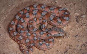 Сломанная эфа