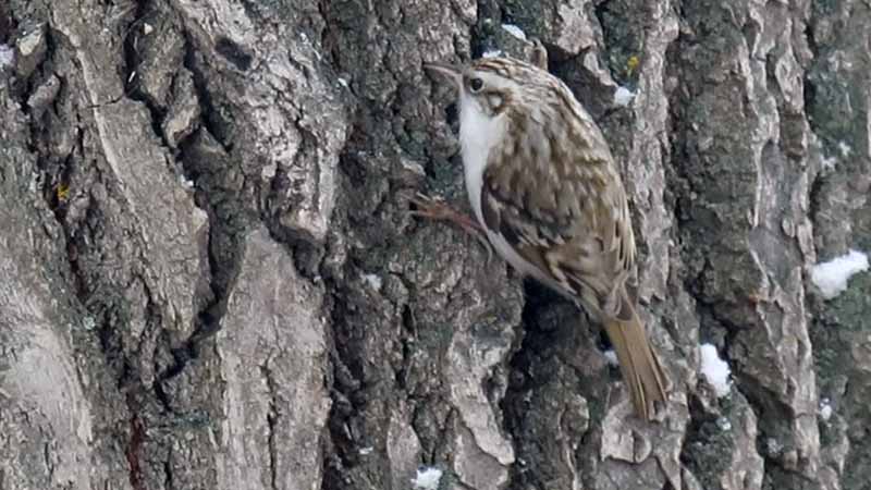 Перелетные и зимующие птицы: описание, виды, характеристика