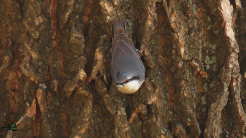 Перелетные и зимующие птицы: описание, виды, характеристика