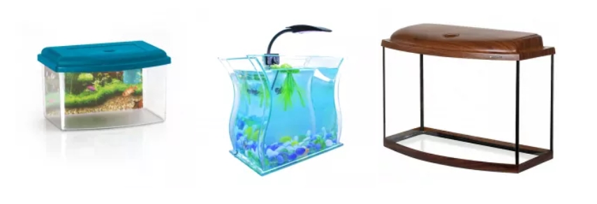 Аксолотль: описание, содержание и правила ухода