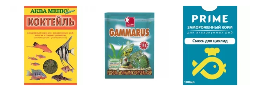 Аксолотль: описание, содержание и правила ухода