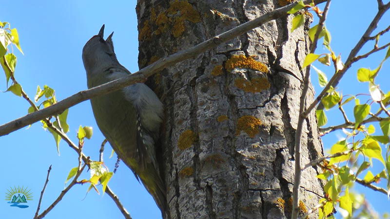 Перелетные и зимующие птицы: описание, виды, характеристика