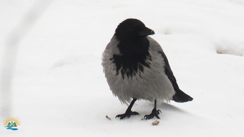 Перелетные и зимующие птицы: описание, виды, характеристика