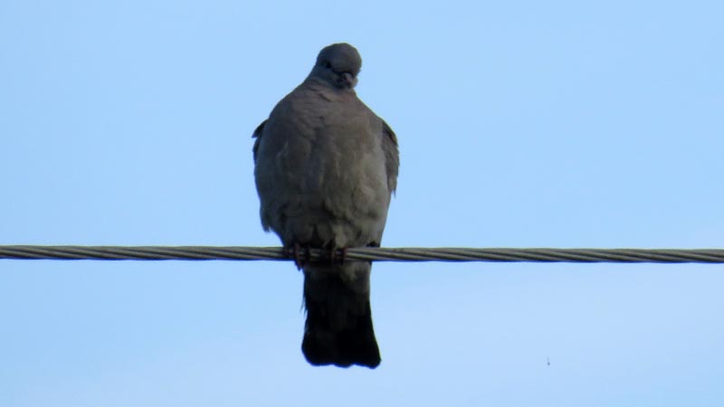 Перелетные и зимующие птицы: описание, виды, характеристика