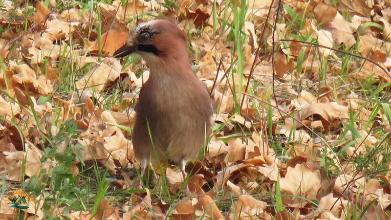 Перелетные и зимующие птицы: описание, виды, характеристика