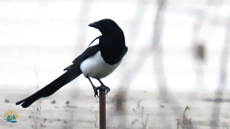 Перелетные и зимующие птицы: описание, виды, характеристика