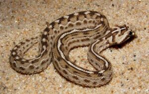 Среднеазиатская или многомасштабная эфа