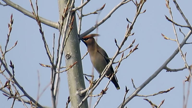 Перелетные и зимующие птицы: описание, виды, характеристика
