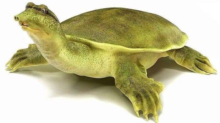 Содержание трионикса в домашних условиях, кормление и уход