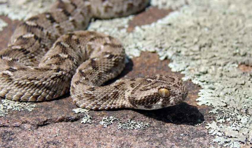 В весенний, летний и осенний периоды змея активна по-разному