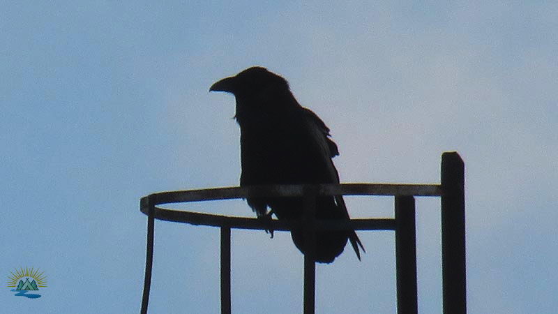 Перелетные и зимующие птицы: описание, виды, характеристика