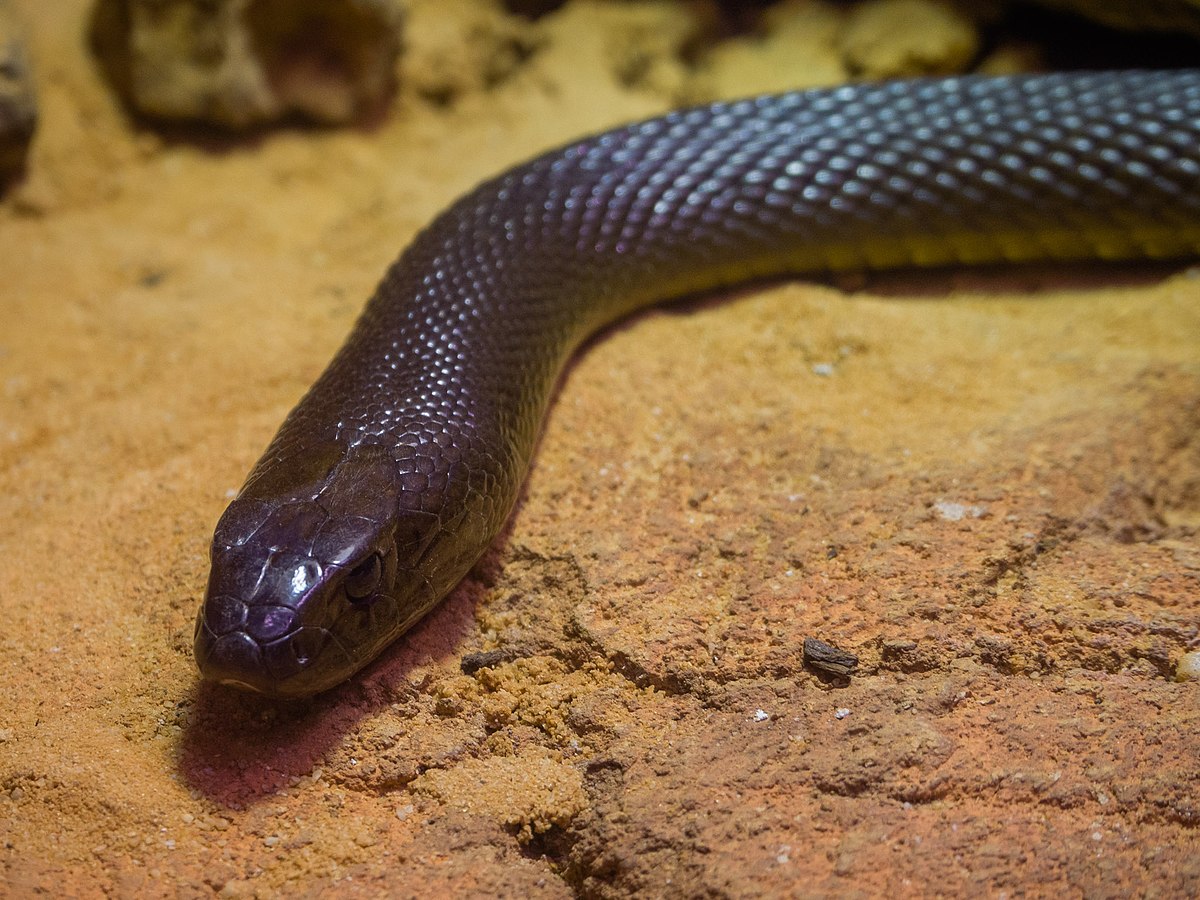 Western Taipan