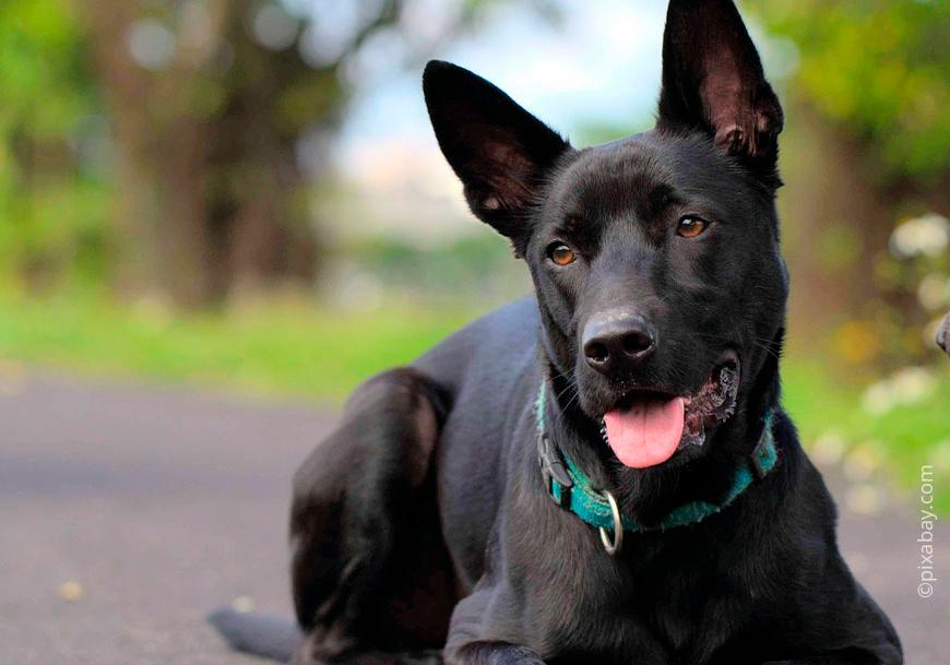 Китайские породы собак: названия, маленькие, большие и средние, белые, рыжие