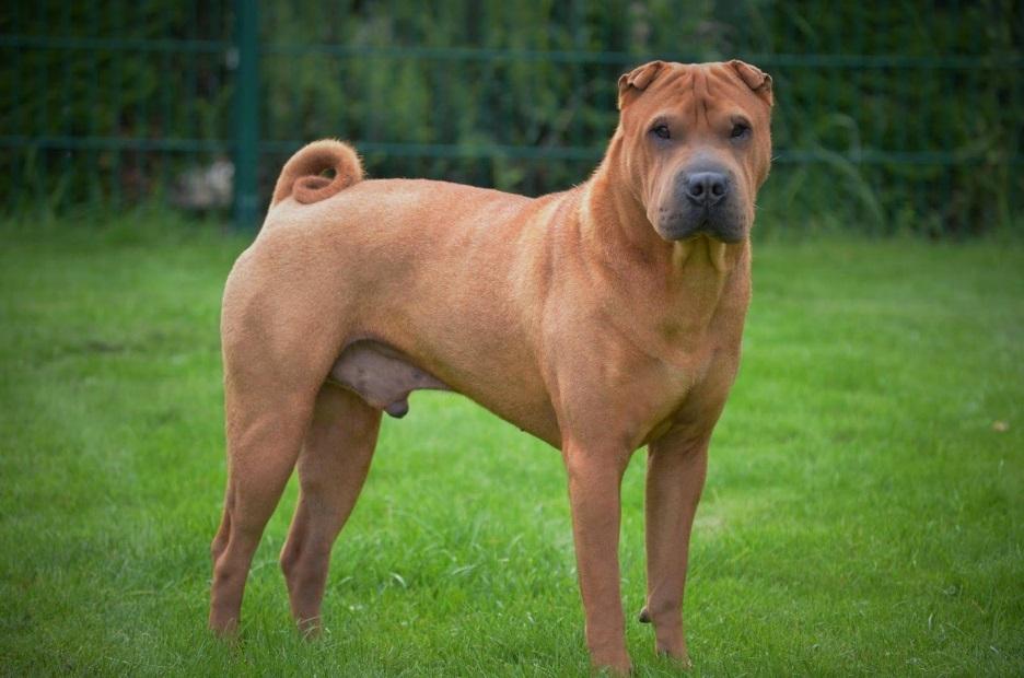 Китайские породы собак: названия, маленькие, большие и средние, белые, рыжие