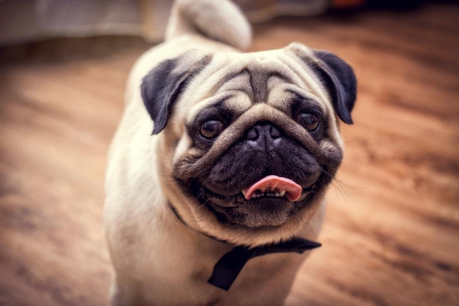 Китайские породы собак: названия, маленькие, большие и средние, белые, рыжие