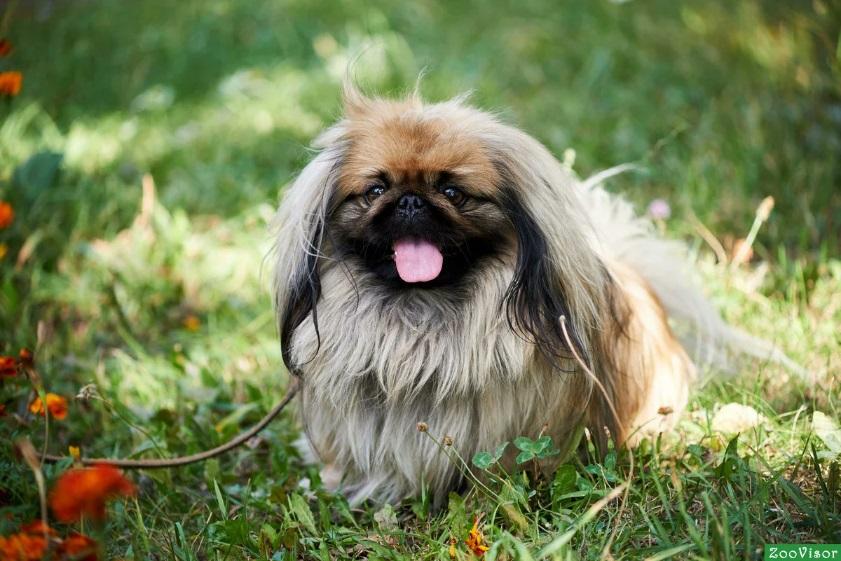 Китайские породы собак: названия, маленькие, большие и средние, белые, рыжие