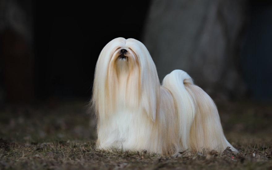 Китайские породы собак: названия, маленькие, большие и средние, белые, рыжие