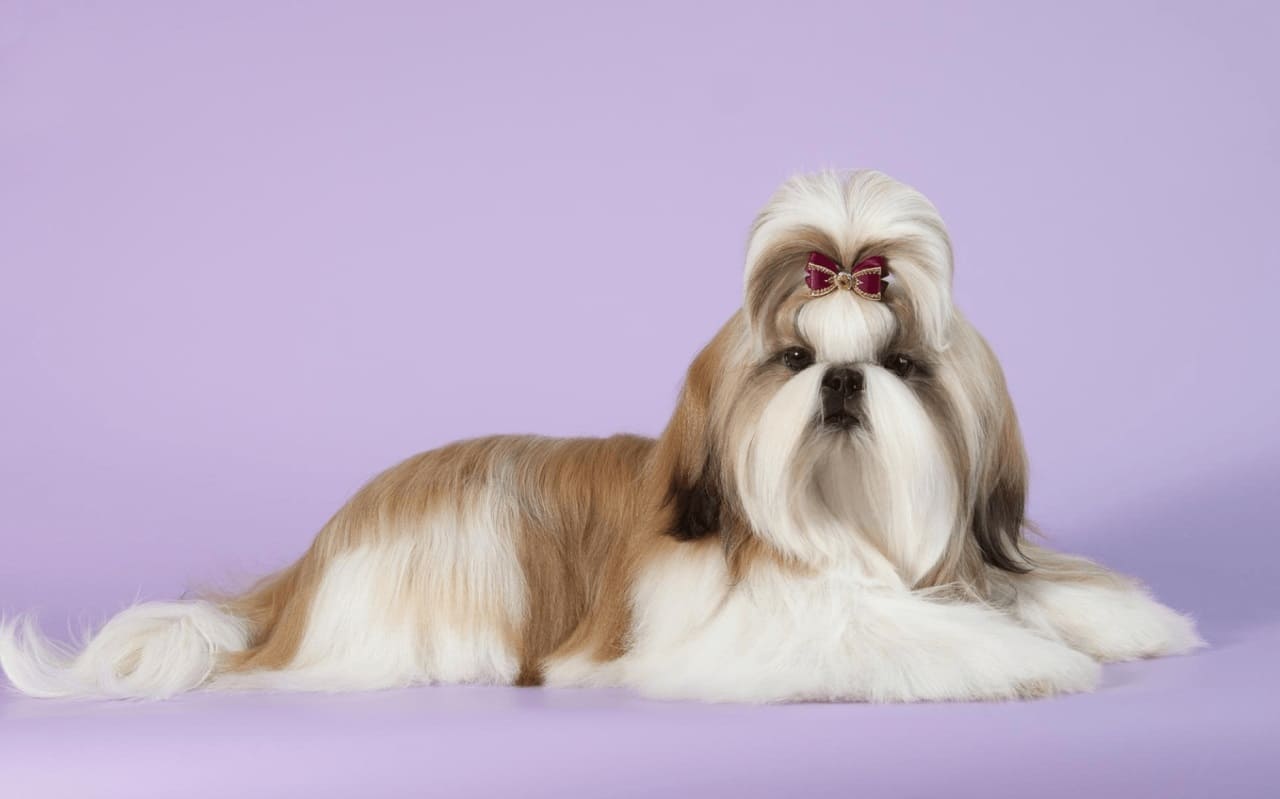 Китайские породы собак: названия, маленькие, большие и средние, белые, рыжие