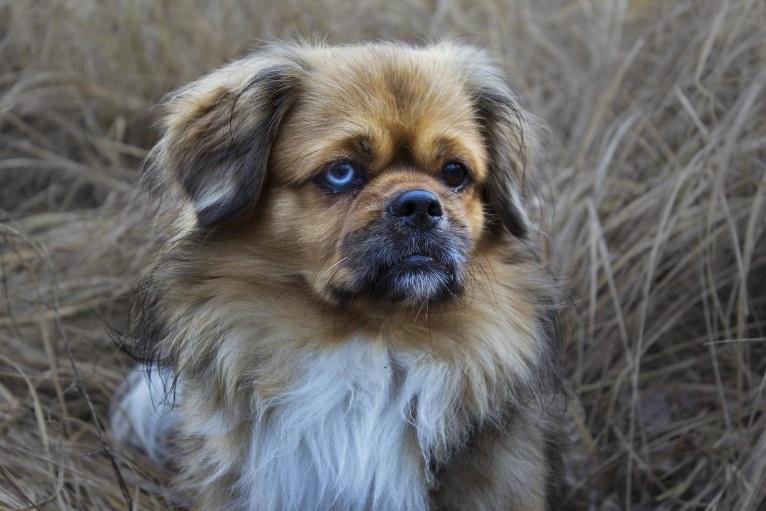 Китайские породы собак: названия, маленькие, большие и средние, белые, рыжие