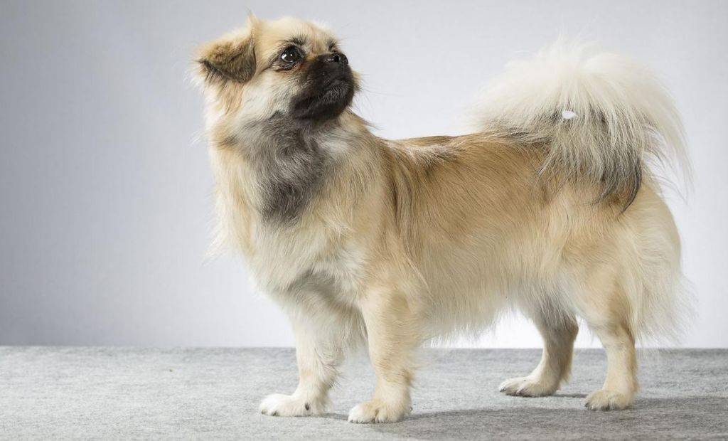 Китайские породы собак: названия, маленькие, большие и средние, белые, рыжие