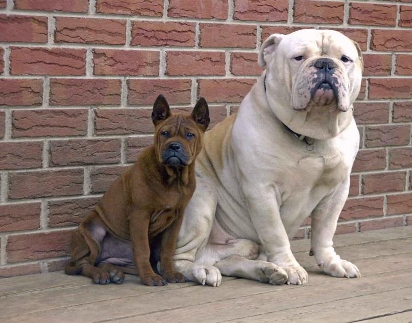 Китайские породы собак: названия, маленькие, большие и средние, белые, рыжие