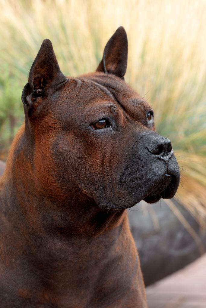 Китайские породы собак: названия, маленькие, большие и средние, белые, рыжие