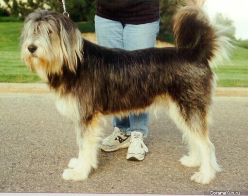 Китайские породы собак: названия, маленькие, большие и средние, белые, рыжие