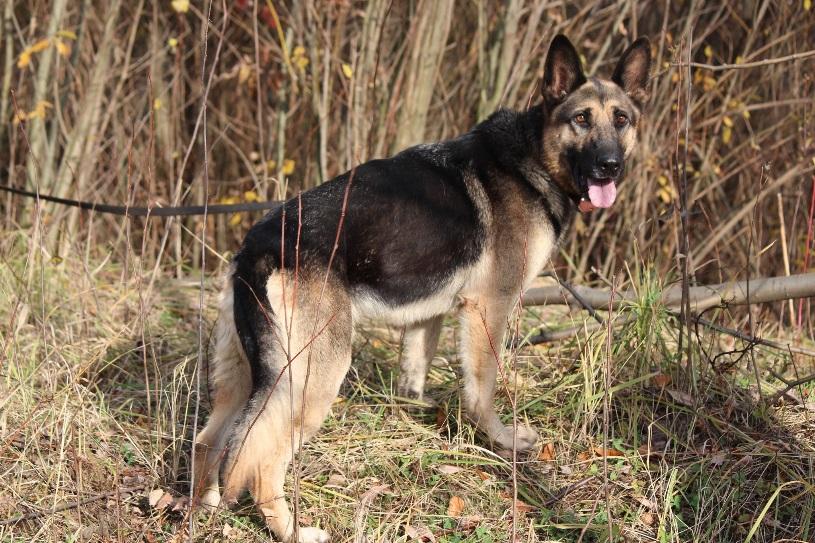 Китайские породы собак: названия, маленькие, большие и средние, белые, рыжие