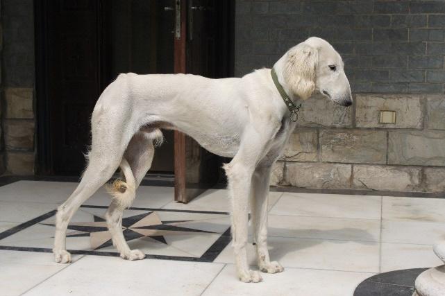 Китайские породы собак: названия, маленькие, большие и средние, белые, рыжие