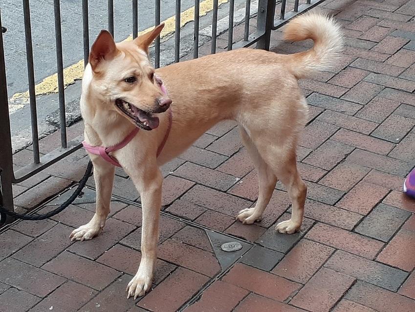 Китайские породы собак: названия, маленькие, большие и средние, белые, рыжие