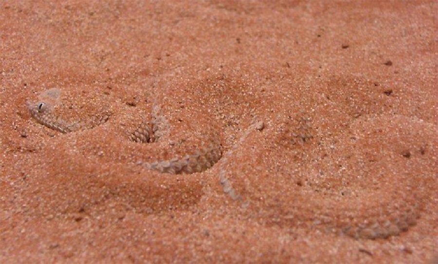 Зарывшись в песок, эфа становится невидимой и очень опасной