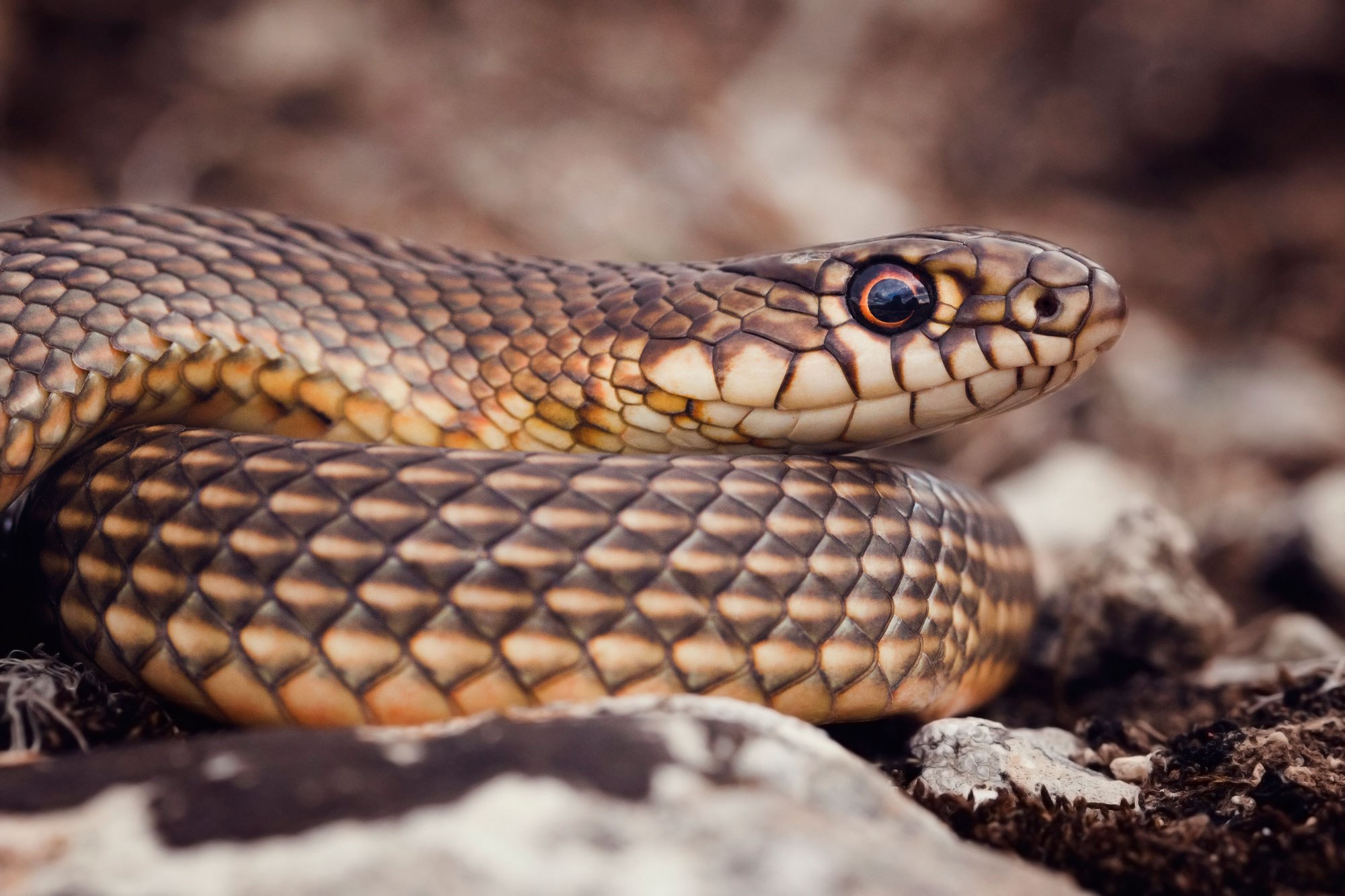 Желтобрюхая змея