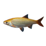 Язь - подробное описание рыбы: где обитает, чем питается