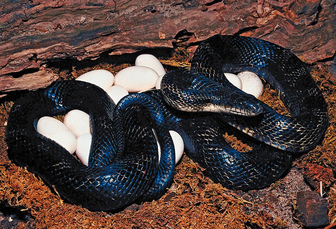 Гадюки являются живородящими представителями этого семейства, поэтому процесс развития яиц происходит внутри самок, после чего на свет появляются детеныши, готовые к самостоятельной жизни