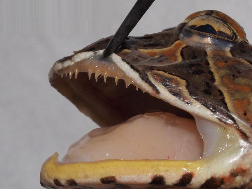 Шпорцевая лягушка: содержание и уход, размножение, виды (альбинос, гладкая), кормление, определение пола, совместимость