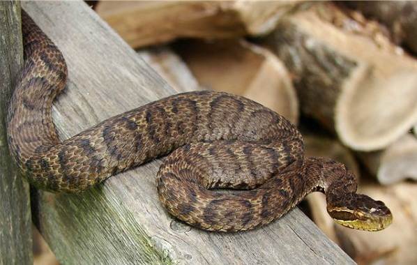 Щитомордник: обыкновенный, водяной, уссурийский, каменистый, восточный, медноголовый