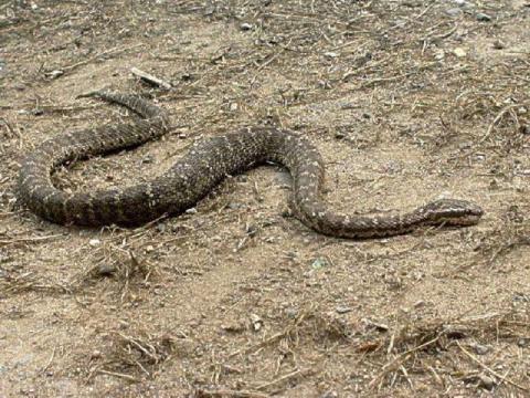 Щитомордник: обыкновенный, водяной, уссурийский, каменистый, восточный, медноголовый