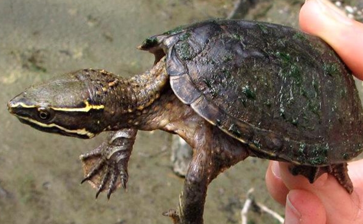 Мускусная обыкновенная черепаха: содержание, описание, питание и размножение