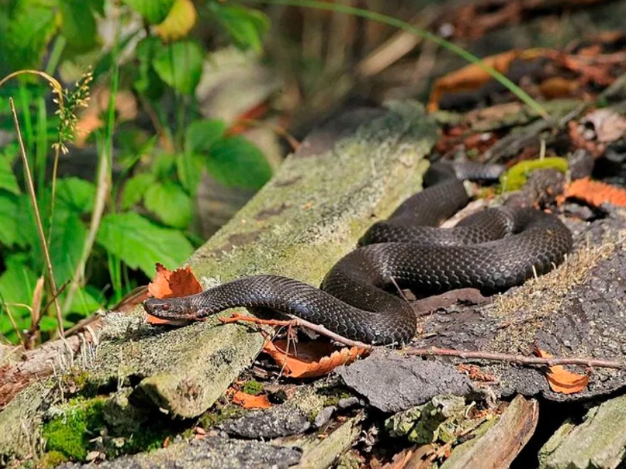 Обыкновенная гадюка: описание, виды, содержание и уход