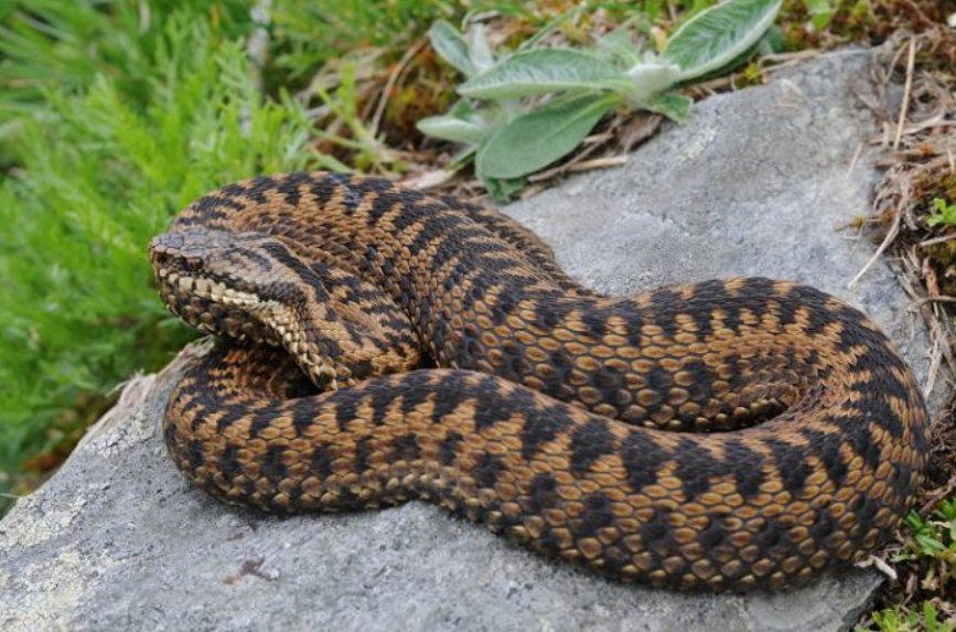Обыкновенная гадюка: описание, виды, содержание и уход