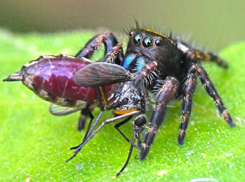 Паук скакун  - описание, виды, размеры, чем питается, строение, где обитает