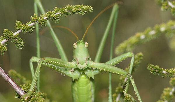 Степная дыбка: распространение, местообитание, численность
