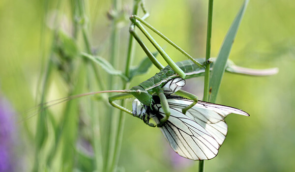 Степная дыбка: распространение, местообитание, численность
