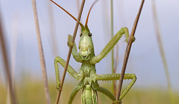 Степная дыбка: распространение, местообитание, численность