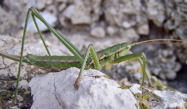 Степная дыбка: распространение, местообитание, численность