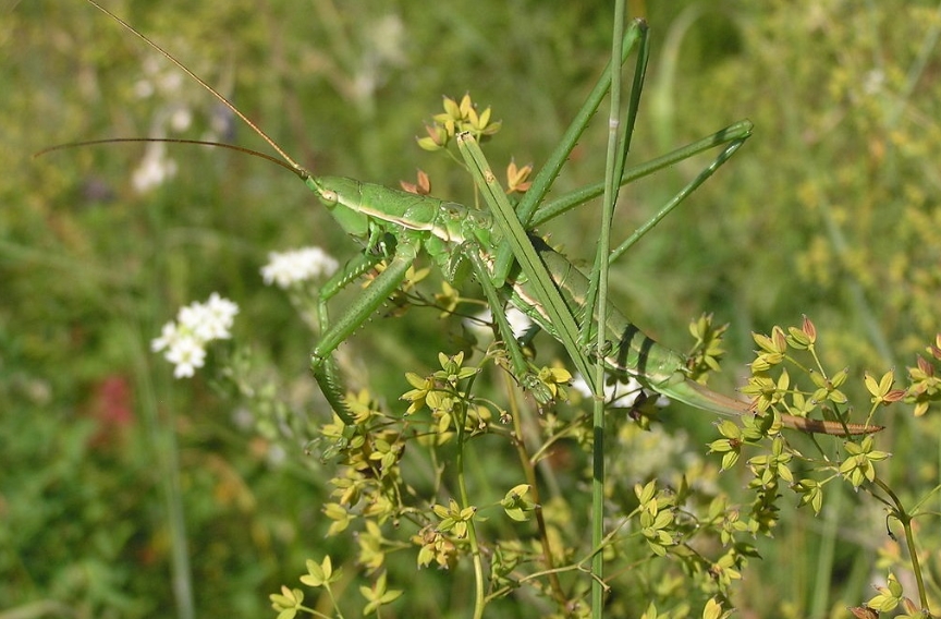 Степная дыбка: распространение, местообитание, численность