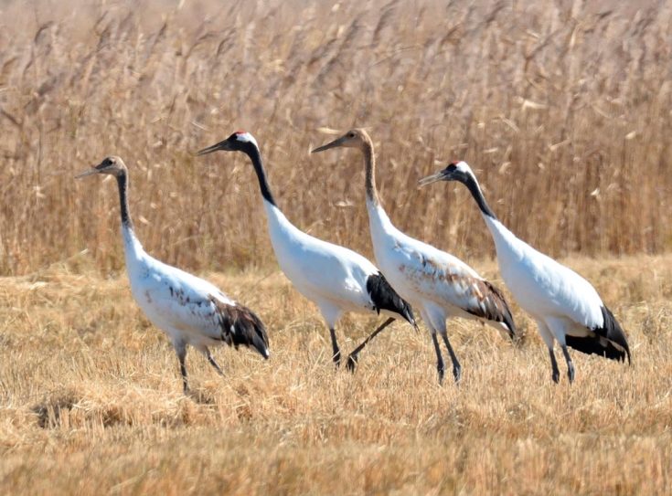 Японский журавль  описание птицы, особенности, виды, среда обитания