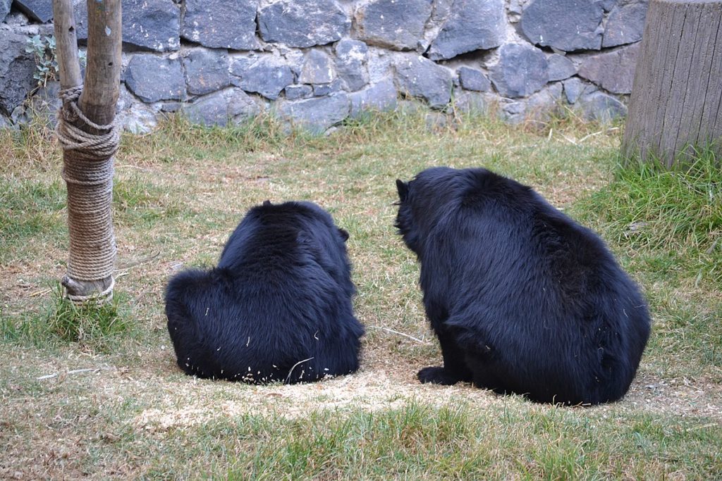 Очковый медведь: как выглядит, где обитает, чем питается и интересные факты