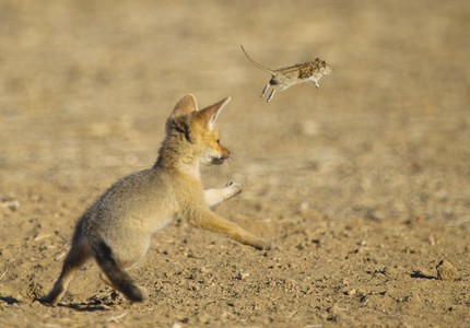 Лисица фенек: особенности, рацион, среда обитания